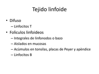 Tejido linfoide
• Difuso
– Linfocitos T

• Folìculos linfoideos
– Integrales de linfonodos o bazo
– Aislados en mucosas
– Acùmulos en tonsilas, placas de Peyer y apèndice
– Linfocitos B

 