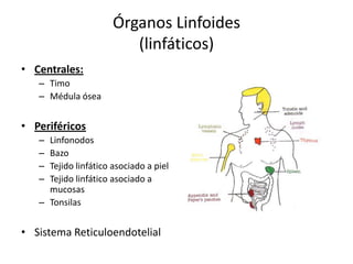 Órganos Linfoides
(linfáticos)
• Centrales:
– Timo
– Médula ósea

• Periféricos
–
–
–
–

Linfonodos
Bazo
Tejido linfático asociado a piel
Tejido linfático asociado a
mucosas
– Tonsilas

• Sistema Reticuloendotelial

 