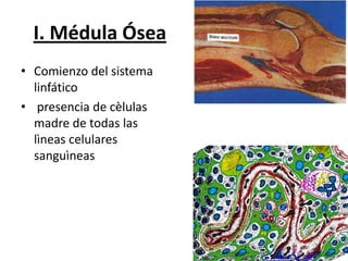 I. Médula Ósea
• Comienzo del sistema
linfático
• presencia de cèlulas
madre de todas las
lìneas celulares
sanguìneas

 