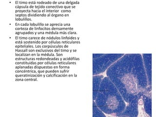 • El timo está rodeado de una delgada
cápsula de tejido conectivo que se
proyecta hacia el interior como
septos dividiendo al órgano en
lobulillos.
• En cada lobulillo se aprecia una
corteza de linfocitos densamente
agrupados y una médula más clara.
• El timo carece de nódulos linfoides y
está sostenido por células reticulares
epiteliales. Los corpúsculos de
Hassall son exclusivos del timo y se
localizan en la médula. Son
estructuras redondeadas y acidófilas
constituidas por células reticulares
aplanadas dispuestas en forma
concéntrica, que pueden sufrir
queratinización y calcificación en la
zona central.

 
