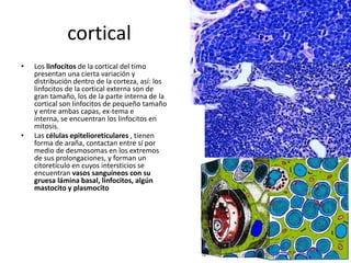 cortical
•

•

Los linfocitos de la cortical del timo
presentan una cierta variación y
distribución dentro de la corteza, así: los
linfocitos de la cortical externa son de
gran tamaño, los de la parte interna de la
cortical son linfocitos de pequeño tamaño
y entre ambas capas, ex-tema e
interna, se encuentran los linfocitos en
mitosis.
Las células epitelioreticulares , tienen
forma de araña, contactan entre sí por
medio de desmosomas en los extremos
de sus prolongaciones, y forman un
citoretículo en cuyos intersticios se
encuentran vasos sanguíneos con su
gruesa lámina basal, linfocitos, algún
mastocito y plasmocito

 