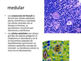 medular
• Los corpúsculos de Hassall se
forman por células epiteliales
planas concéntrica y apretada.
Las células centrales con el
tiempo se hinchan, se
queratinizan y terminan por
necrosarse y calcificarse
• Las células epiteliales son células
grandes de aspecto poligonal. El
citoplasma es abundante y en él
se encuentran paquetes de
tonofilamentos que forman un
retículo y pequeños cuerpos de
inclusión. La membrana celular es
muy rica en desmosomas.

 