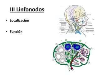 III Linfonodos
• Localización
• Función

 