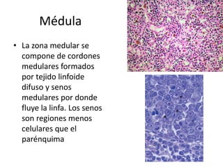 Médula
• La zona medular se
compone de cordones
medulares formados
por tejido linfoide
difuso y senos
medulares por donde
fluye la linfa. Los senos
son regiones menos
celulares que el
parénquima

 