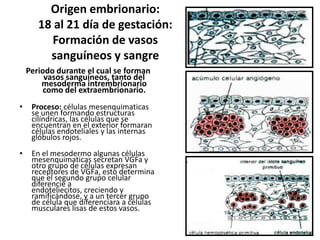 Origen embrionario:
18 al 21 día de gestación:
Formación de vasos
sanguíneos y sangre
Periodo durante el cual se forman
vasos sanguíneos, tanto del
mesoderma intrembrionario
como del extraembrionario.
•

Proceso: células mesenquimaticas
se unen formando estructuras
cilíndricas, las células que se
encuentran en el exterior formaran
células endoteliales y las internas
glóbulos rojos.

•

En el mesodermo algunas células
mesenquimaticas secretan VGFa y
otro grupo de células expresan
receptores de VGFa, esto determina
que el segundo grupo celular
diferencie a
endoteliecitos, creciendo y
ramificándose, y a un tercer grupo
de célula que diferenciara a células
musculares lisas de estos vasos.
7

 