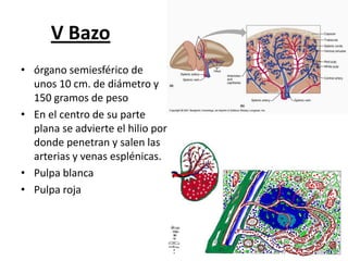V Bazo
• órgano semiesférico de
unos 10 cm. de diámetro y
150 gramos de peso
• En el centro de su parte
plana se advierte el hilio por
donde penetran y salen las
arterias y venas esplénicas.
• Pulpa blanca
• Pulpa roja

 