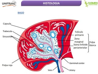 HISTOLOGIA

 