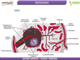 HISTOLOGIA

 