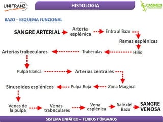 HISTOLOGIA

 