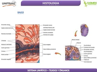 HISTOLOGIA

 