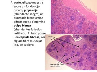 Al corte, el bazo muestra
sobre un fondo rojo
oscuro, pulpa roja
(abundante sangre) un
punteado blanquecino
difuso que se denomina
pulpa blanca
(abundantes foliculos
linfáticos). El bazo posee
una cápsula fibrosa, con
alguna fibra muscular
lisa, de cubierta

 