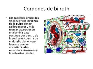 Cordones de bilroth
• Los capilares sinusoides
se convierten en venas
de la pulpa con un
calibre mayor y más
regular, apareciendo
una lámina basal
contínua por dentro de
la cual se encuentra un
endotelio plano, y por
fuera se pueden
advertir células
musculares (marron) y
fibroblastos (verde).

 