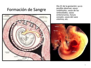 Formación de Sangre

Día 21 de la gestación: ya es
posible observar, vasos
umbilicales, vasos de las
vellosidades, vasos
embrionarios, futuro
corazón, vasos del saco
vitelinio, etc.

8

 
