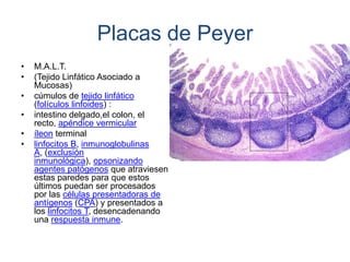Placas de Peyer
•
•
•
•
•
•

M.A.L.T.
(Tejido Linfático Asociado a
Mucosas)
cúmulos de tejido linfático
(folículos linfoides) :
intestino delgado,el colon, el
recto, apéndice vermicular
íleon terminal
linfocitos B, inmunoglobulinas
A, (exclusión
inmunológica), opsonizando
agentes patógenos que atraviesen
estas paredes para que estos
últimos puedan ser procesados
por las células presentadoras de
antígenos (CPA) y presentados a
los linfocitos T, desencadenando
una respuesta inmune.

 