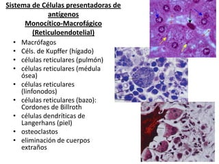 Sistema de Células presentadoras de
antígenos
Monocítico-Macrofágico
(Reticuloendotelial)
• Macrófagos
• Céls. de Kupffer (hígado)
• células reticulares (pulmón)
• células reticulares (médula
ósea)
• células reticulares
(linfonodos)
• células reticulares (bazo):
Cordones de Billroth
• células dendríticas de
Langerhans (piel)
• osteoclastos
• eliminación de cuerpos
extraños

 