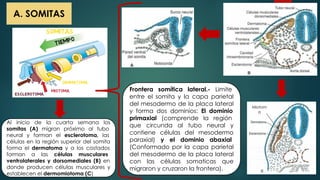 CLASE 9 SISTEMA MUSCULAR UNIVERSIDAD DE HUÁNUCO | PDF