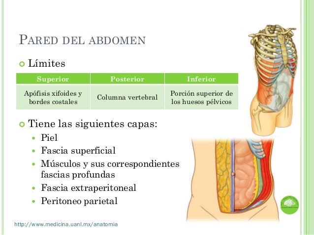 Clase Anatomia de Abdomen