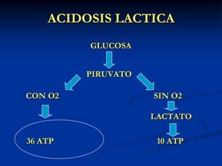 ACIDOSIS LACTICA				          GLUCOSA                                       PIRUVATO           CON O2                                            SIN O2							       LACTATO		 36 ATP 				          10 ATP
