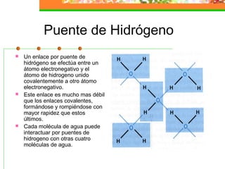 Puente de Hidrógeno
   Un enlace por puente de
    hidrógeno se efectúa entre un
    átomo electronegativo y el
    átomo de hidrogeno unido
    covalentemente a otro átomo
    electronegativo.
   Este enlace es mucho mas débil
    que los enlaces covalentes,
    formándose y rompiéndose con
    mayor rapidez que estos
    últimos.
   Cada molécula de agua puede
    interactuar por puentes de
    hidrogeno con otras cuatro
    moléculas de agua.
 