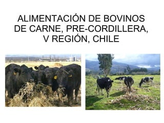 ALIMENTACIÓN DE BOVINOS DE CARNE, PRE-CORDILLERA, V REGIÓN, CHILE 
