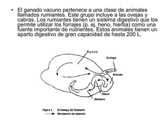 El ganado vacuno pertenece a una clase de animales llamados rumiantes. Este grupo incluye a las ovejas y cabras. Los rumiantes tienen un sistema digestivo que los permite utilizar los forrajes (p. ej. heno, hierba) como una fuente importante de nutrientes. Estos animales tienen un aparto digestivo de gran capacidad de hasta 200 L.   