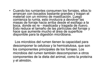 Cuando los rumiantes consumen los forrajes, ellos lo arrancan con bocados bastante grandes y tragan el material con un mínimo de masticación. Luego comienza la rumia, esto involucra a devolver las masas de forraje hacia arriba desde el esófago a la boca, donde es re - masticada y tragada de nuevo. Esto reduce el tamaño de las partículas del forraje y hace que aumente mucho el área de superficie disponible para la digestión micróbiana.  Los microbios del rumen tienen la capacidad para descomponer la celulosa y la hemicelulosa, que son los componentes principales de los forrajes. Los microbios del rumen también descomponen a otros componentes de la dieta del animal, como la proteína y el almidón. 