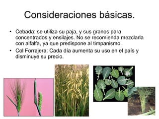 Consideraciones básicas. Cebada: se utiliza su paja, y sus granos para concentrados y ensilajes. No se recomienda mezclarla con alfalfa, ya que predispone al timpanismo. Col Forrajera: Cada día aumenta su uso en el país y disminuye su precio.  