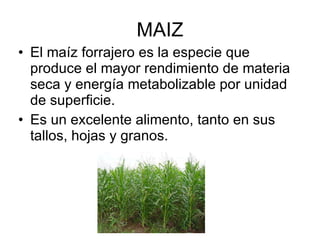 MAIZ El maíz forrajero es la especie que produce el mayor rendimiento de materia seca y energía metabolizable por unidad de superficie. Es un excelente alimento, tanto en sus tallos, hojas y granos. 