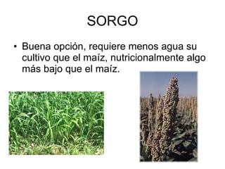 SORGO Buena opción, requiere menos agua su cultivo que el maíz, nutricionalmente algo más bajo que el maíz. 