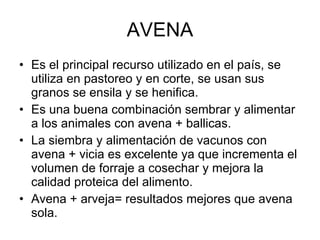 AVENA Es el principal recurso utilizado en el país, se utiliza en pastoreo y en corte, se usan sus granos se ensila y se henifica.  Es una buena combinación sembrar y alimentar a los animales con avena + ballicas. La siembra y alimentación de vacunos con avena + vicia es excelente ya que incrementa el volumen de forraje a cosechar y mejora la calidad proteica del alimento. Avena + arveja= resultados mejores que avena sola. 