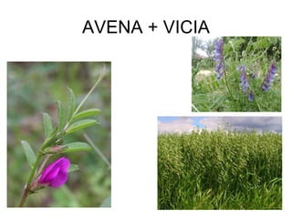 AVENA + VICIA 