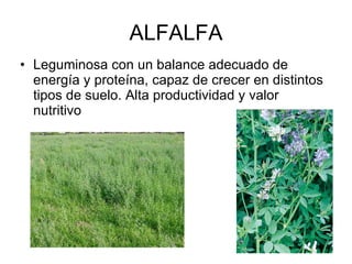 ALFALFA Leguminosa con un balance adecuado de energía y proteína, capaz de crecer en distintos tipos de suelo. Alta productividad y valor nutritivo 