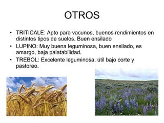 OTROS TRITICALE: Apto para vacunos, buenos rendimientos en distintos tipos de suelos. Buen ensilado LUPINO: Muy buena leguminosa, buen ensilado, es amargo, baja palatabilidad. TREBOL: Excelente leguminosa, útil bajo corte y pastoreo. 