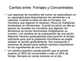 Cambio entre  Forrajes y Concentrados Las especies de microbios del rumen se especializan en su capacidad para descomponer los almidones o la celulosa. Cuando la dieta es alta en forrajes, los microbios que digieren la celulosa ( fibra) se multiplican tornándose en dominantes. Cuando la ración es alta en granos de cereales los microbios que digieren los almidones se tornan dominantes multiplicando su numero. Los cambios en la composición de una ración deberían hacerse gradualmente para permitir el tiempo suficiente para que la población micróbiana se pueda adaptar al cambio gradualmente. Son necesarias 2 semanas de tiempo para realizar cambios importantes en los ingredientes de una ración.  Un cambio paulatino puede permitir que el animal soporte un 60% de concentrado y sólo un 40% de forraje. Siempre en varias raciones en el día.  