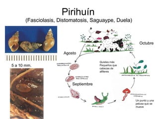 Pirihuín  (Fasciolasis, Distomatosis, Saguaype, Duela)  Octubre Agosto Septiembre Quistes más Pequeños que cabezas de alfileres Un punto y una pelusa que se mueve 5 a 10 mm. 