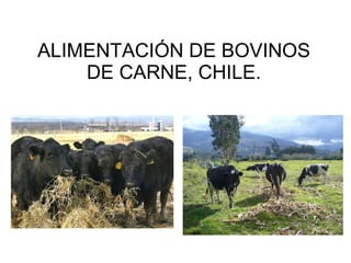 ALIMENTACIÓN DE BOVINOS DE CARNE, CHILE. 