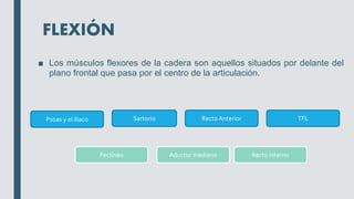 FLEXIÓN
■ Los músculos flexores de la cadera son aquellos situados por delante del
plano frontal que pasa por el centro de la articulación.
Psoas y el iliaco Sartorio Recto Anterior TFL
Pectíneo Recto interno
Aductor mediano
 