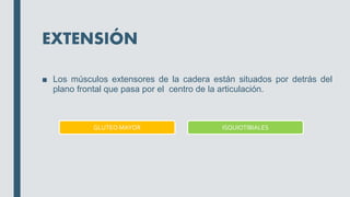 EXTENSIÓN
■ Los músculos extensores de la cadera están situados por detrás del
plano frontal que pasa por el centro de la articulación.
GLUTEO MAYOR ISQUIOTIBIALES
 