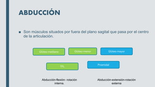 ABDUCCIÓN
■ Son músculos situados por fuera del plano sagital que pasa por el centro
de la articulación.
Glúteo mediano Glúteo menor Glúteo mayor
TFL
Piramidal
Abducción-extensión-rotación
externa
Abducción-flexión- rotación
interna.
 