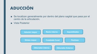 ADUCCIÓN
■ Se localizan generalmente por dentro del plano sagital que pasa por el
centro de la articulación.
■ Vista Posterior
Aductor mayor Recto interno Isquiotibiales
Glúteo mayor Cuadrado Cural Pectíneo
Obturador Externo
Obturador interno
 