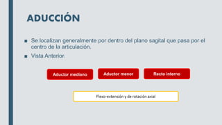ADUCCIÓN
■ Se localizan generalmente por dentro del plano sagital que pasa por el
centro de la articulación.
■ Vista Anterior:
Aductor mediano Aductor menor Recto interno
Flexo-extensión y de rotación axial
 