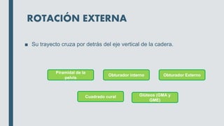 ROTACIÓN EXTERNA
■ Su trayecto cruza por detrás del eje vertical de la cadera.
Piramidal de la
pelvis
Obturador Externo
Obturador interno
Cuadrado cural Glúteos (GMA y
GME)
 