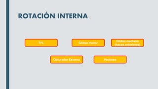 ROTACIÓN INTERNA
TFL
Glúteo mediano
(haces anteriores)
Glúteo menor
Obturador Externo Pectíneo
 