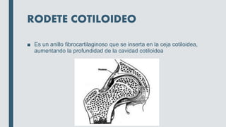 RODETE COTILOIDEO
■ Es un anillo fibrocartilaginoso que se inserta en la ceja cotiloidea,
aumentando la profundidad de la cavidad cotiloidea
 