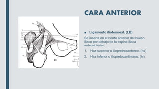 CARA ANTERIOR
■ Ligamento iliofemoral. (LB)
Se inserta en el borde anterior del hueso
iliaco por debajo de la espina iliaca
anteroinferior:
1. Haz superior o iliopretrocantereo. (hs)
2. Haz inferior o iliopretocantiniano. (hi)
 