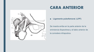 CARA ANTERIOR
■ Ligamento pubofemoral. (LPF)
Se inserta arriba en la parte anterior de la
eminiencia iliopectinea y el labio anterior de
la corredera infrapubica.
 