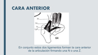 CARA ANTERIOR
En conjunto estos dos ligamentos forman la cara anterior
de la articulación firmando una N o una Z.
 