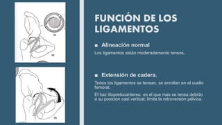 FUNCIÓN DE LOS
LIGAMENTOS
■ Alineación normal
Los ligamentos están moderadamente tensos.
■ Extensión de cadera.
Todos los ligamentos se tensan, se enrollan en el cuello
femoral.
El haz iliopretocantereo, es el que mas se tensa debido
a su posición casi vertical; limita la retroversión pélvica.
 