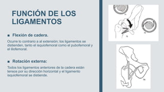 FUNCIÓN DE LOS
LIGAMENTOS
■ Flexión de cadera.
Ocurre lo contrario a al extensión; los ligamentos se
distienden, tanto el isquiofemoral como el pubofemoral y
el iliofemoral.
■ Rotación externa:
Todos los ligamentos anteriores de la cadera están
tensos por su dirección horizontal y el ligamento
isquiofemoral se distiende.
 