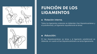 FUNCIÓN DE LOS
LIGAMENTOS
■ Rotación interna.
Todos los ligamentos anteiores se distienden (haz iliopretrocantereo y
el pubofemoral) y el ligamento isquiofemoral se tensa.
■ Aducción:
El haz iliopretrocantereo se tensa y el ligamento pubofemoral se
distiende, en cuanto al haz iliopretrocantiniano se tensa ligeramente.
 